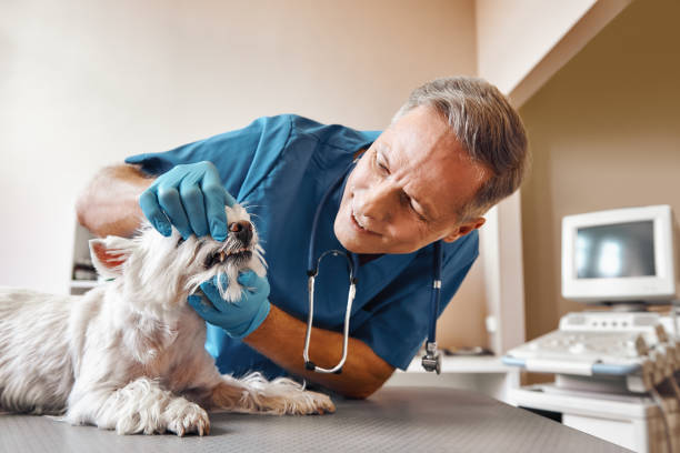 Best Emergency Broken Tooth Repair in Pontoon Beach, IL
